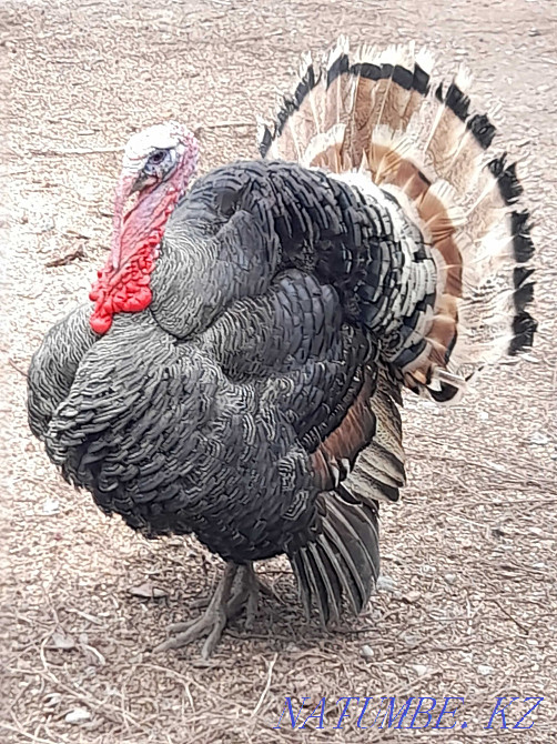 к?рке тау?/?ндік ж?мырт?асы/т?ркия жұмыртқасы /т?ркия/ішкі/ Қола/  Алматы - изображение 3