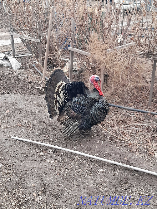 к?рке тау?/?ндік ж?мырт?асы/т?ркия жұмыртқасы /т?ркия/ішкі/ Қола/  Алматы - изображение 4