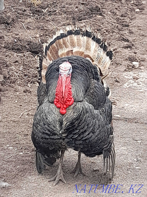 к?рке тау?/?ндік ж?мырт?асы/т?ркия жұмыртқасы /т?ркия/ішкі/ Қола/  Алматы - изображение 2