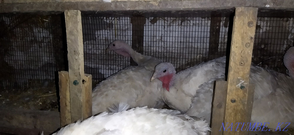 Квочки индюки/к?рік к?рке тауы?тар Мухаметжан Туймебаева - изображение 1