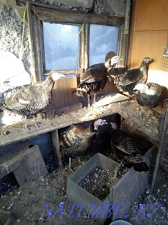 Domestic turkeys, non-broiler price for one Karagandy - photo 1