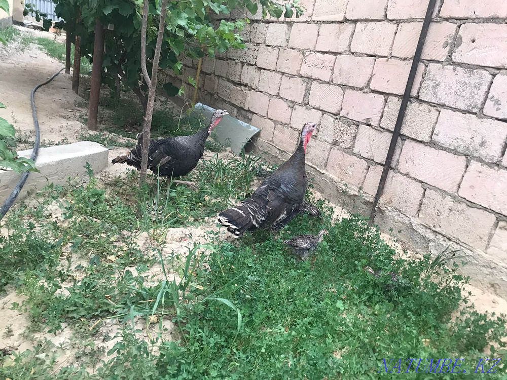 Индюк сатылады .. Мангистау - изображение 1