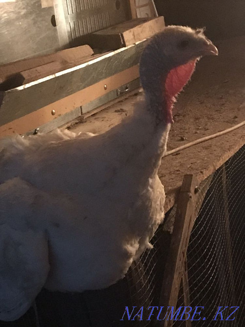 Индюк белый ширакогрудый балапандары сатылады Сарыагаш - изображение 4