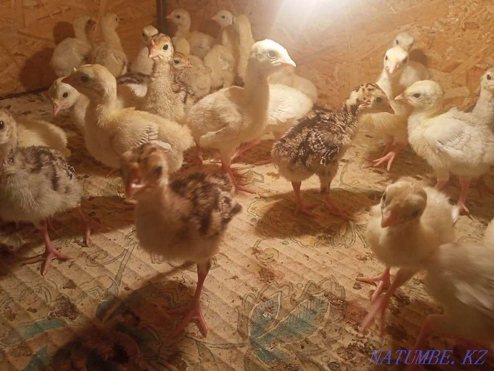 Turkey balapandary satylada. Мангистау - photo 3