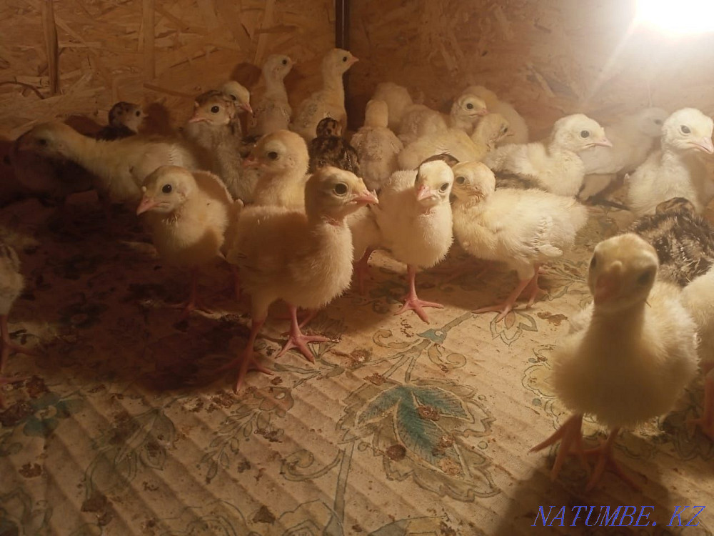 Turkey balapandary satylada. Мангистау - photo 1