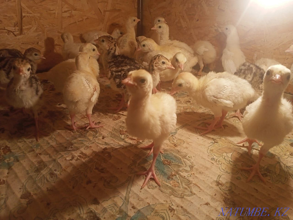 Turkey balapandary satylada. Мангистау - photo 2