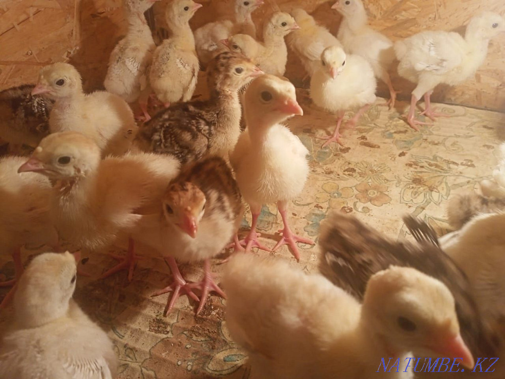 Turkey balapandary satylada. Мангистау - photo 4