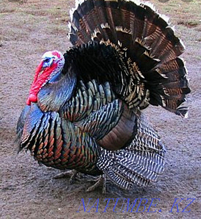 turkey turkey group  - photo 1