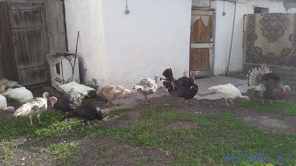 Күркетауық сату.  Алматы - изображение 1