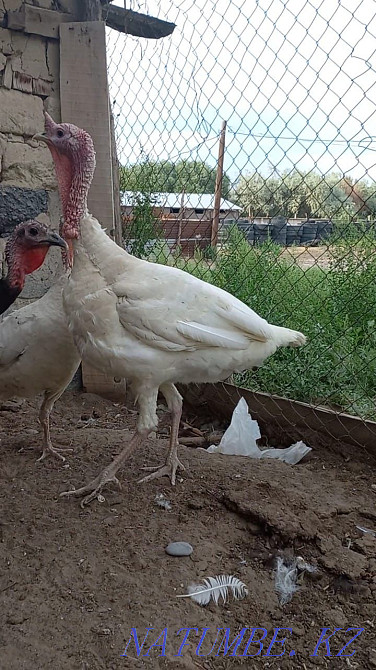 Продам семью индюков Гульдала - изображение 1