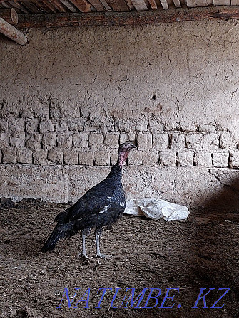 ?ndik (Turkey) homemade ?r?ashy Shymkent - photo 2