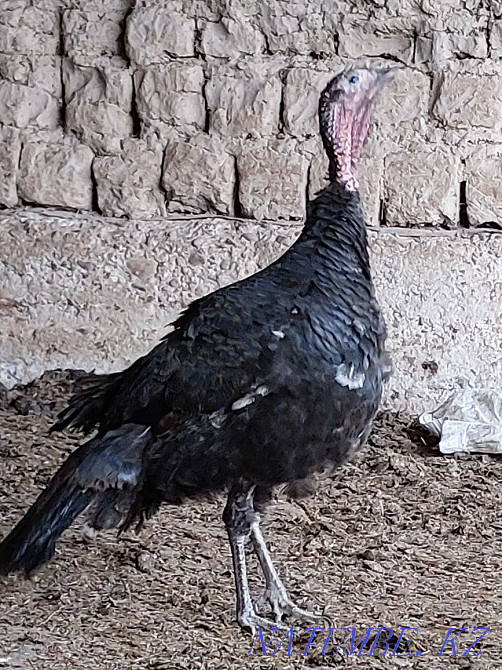 ?ндік (Индюк) домашный ?р?ашы Шымкент - изображение 1