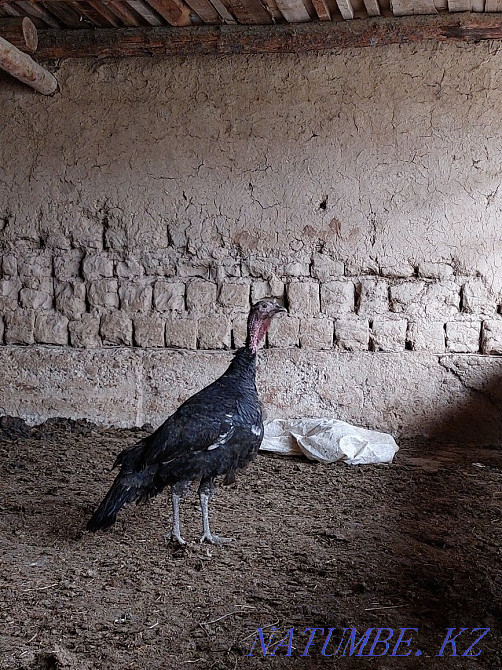 ?ндік (Индюк) домашный ?р?ашы Шымкент - изображение 2