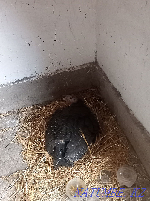 Turkey chicken kvochka Аксукент - photo 1