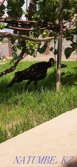 ?ндік (turkey)ірі  - photo 1