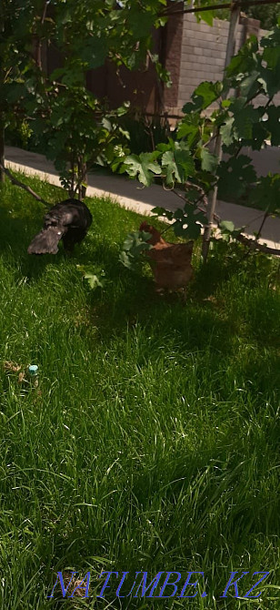 Индюк ?ндік таза жем жеп ?скен  - изображение 3