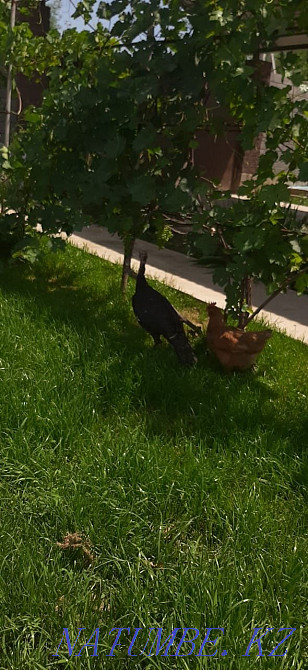 Индюк ?ндік таза жем жеп ?скен  - изображение 2