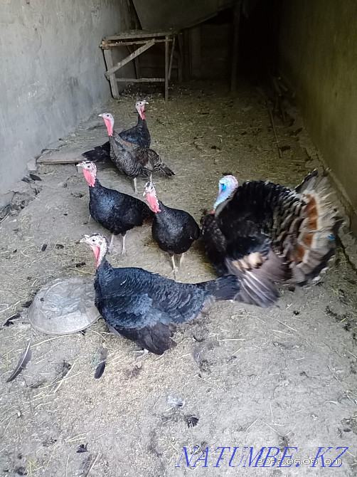 Продаю индюшку индюка Аксукент - изображение 2