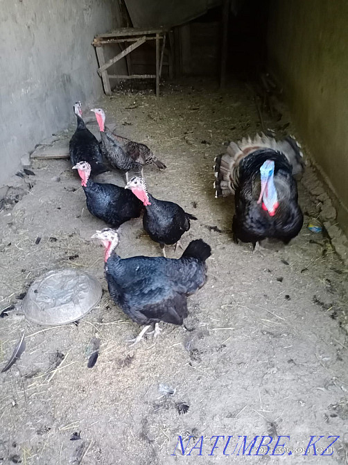 Продаю индюшку индюка Аксукент - изображение 1