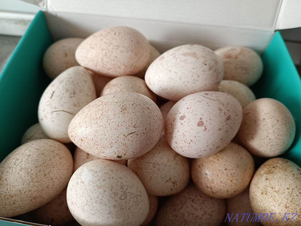 Turkey hatching eggs Kostanay - photo 2