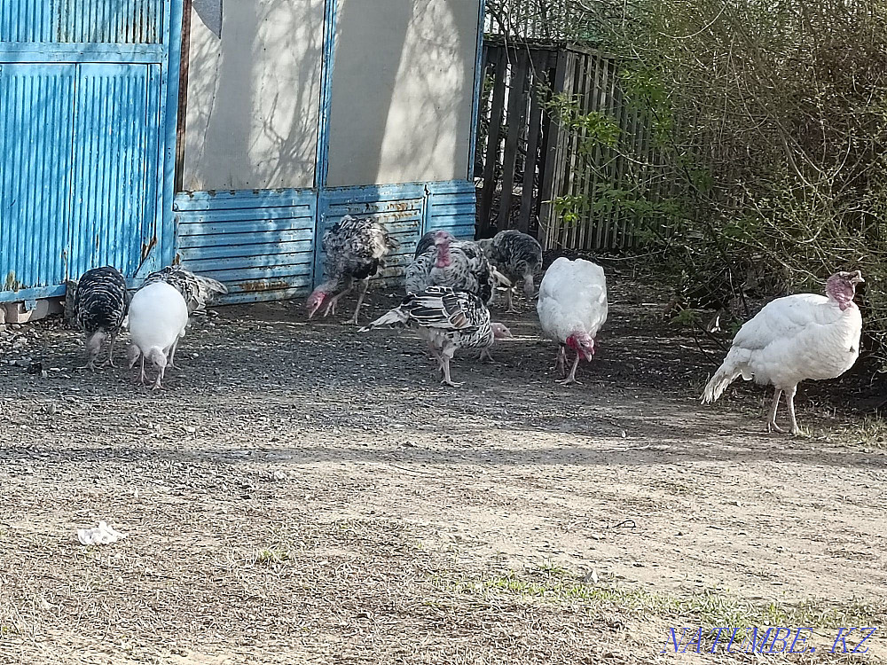 Turkey hatching eggs Kostanay - photo 1