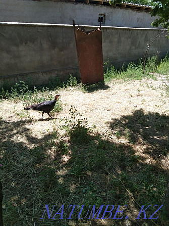 Turkey Meken Kara local Shymkent - photo 1