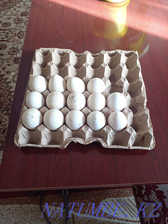 Sell turkey egg  - photo 1