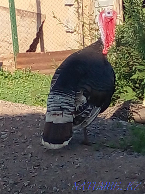 Sell turkey egg  - photo 3