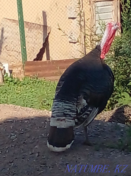 Sell turkey egg  - photo 2