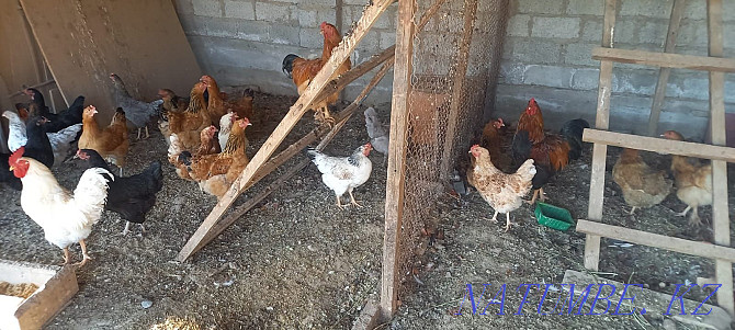 Chickens and turkeys. The price is negotiable. Shymkent - photo 1