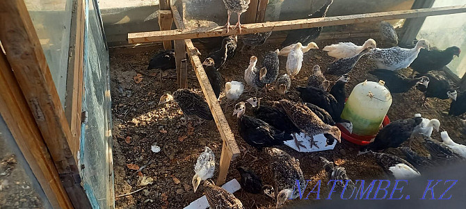 Chickens and turkeys. The price is negotiable. Shymkent - photo 4