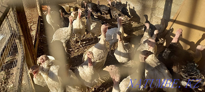 Chickens and turkeys. The price is negotiable. Shymkent - photo 2