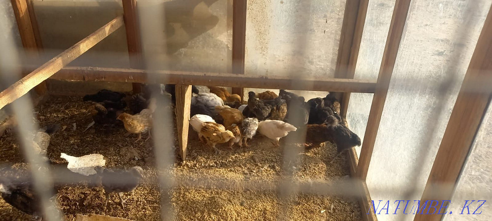 Куры и индюки. Цена договорная. Шымкент - изображение 3