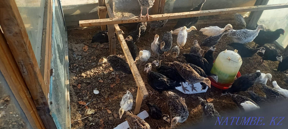 Куры и индюки. Цена договорная. Шымкент - изображение 4
