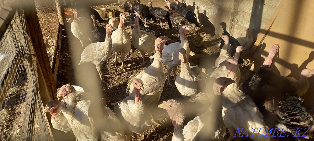 Куры и индюки. Цена договорная. Шымкент - изображение 2
