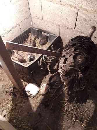 Индюки самка с цыплятами  Есик 