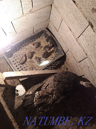 Индюки самка с цыплятами Есик - изображение 2