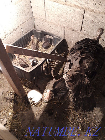 Индюки самка с цыплятами Есик - изображение 3