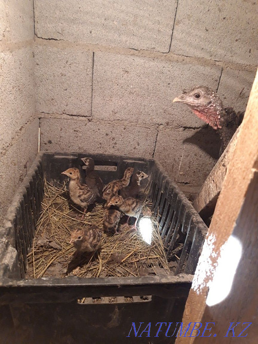 Turkeys female with chicks Esik - photo 1