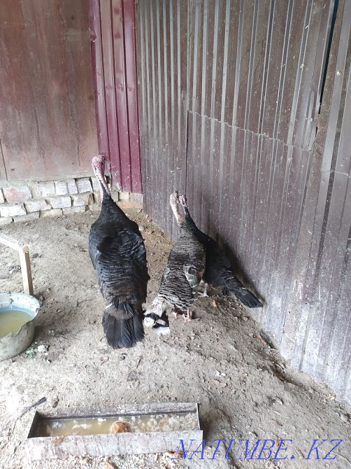 Индюк сатылады 2+1 Кызылорда - изображение 4