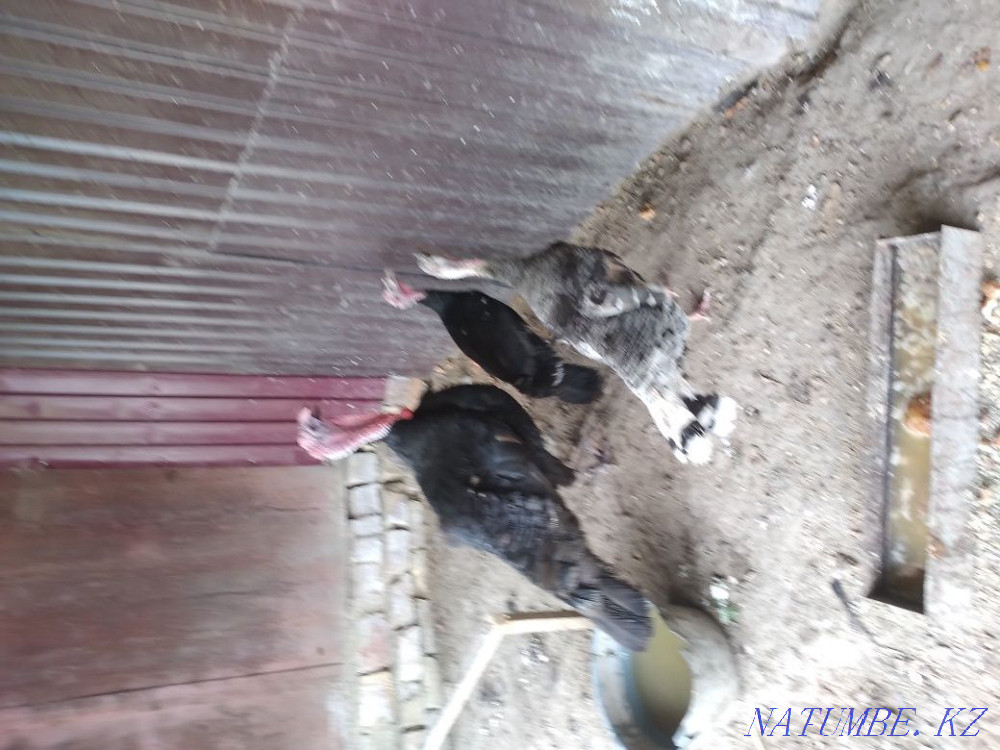 Индюк сатылады 2+1 Кызылорда - изображение 1