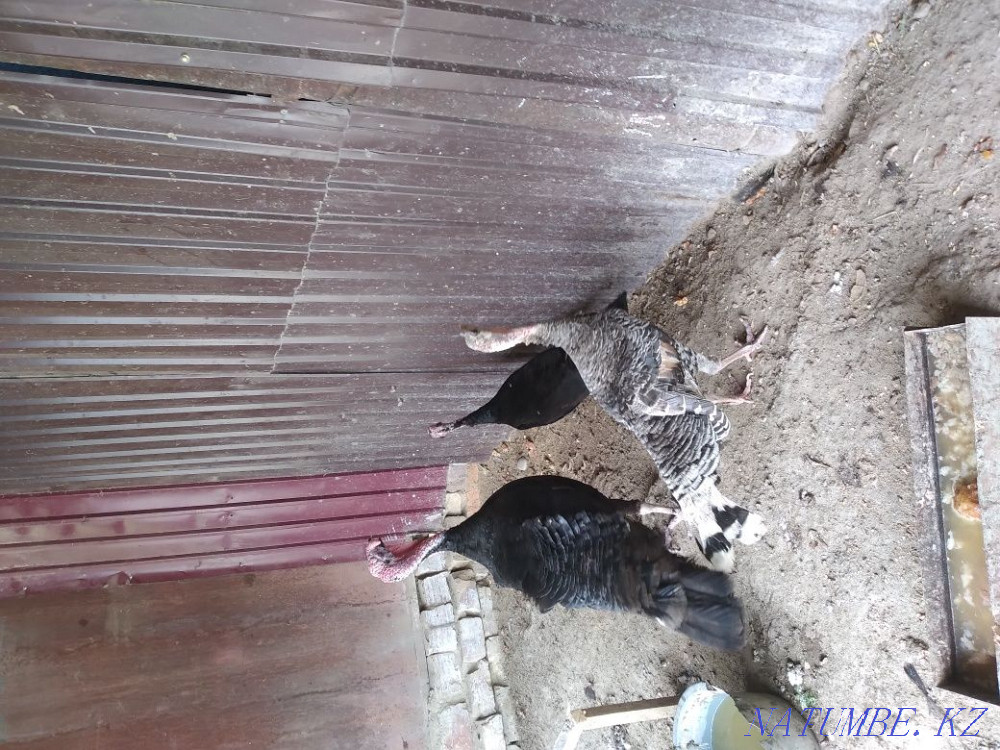 Индюк сатылады 2+1 Кызылорда - изображение 2