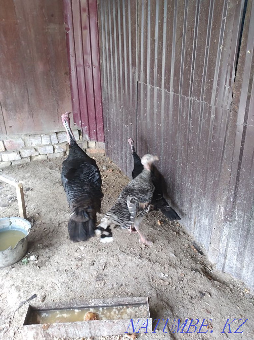 Индюк сатылады 2+1 Кызылорда - изображение 3