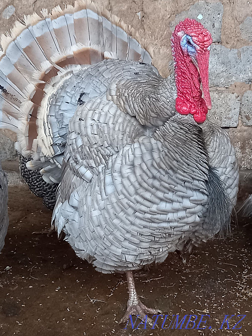 Аспидный Индюки 3+1 Астана - изображение 1