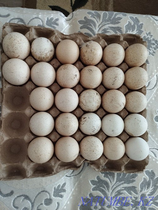 Индюк Яйцо продам Каргалы - изображение 2