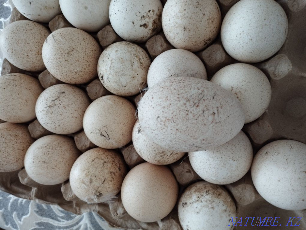 Индюк Яйцо продам Каргалы - изображение 1