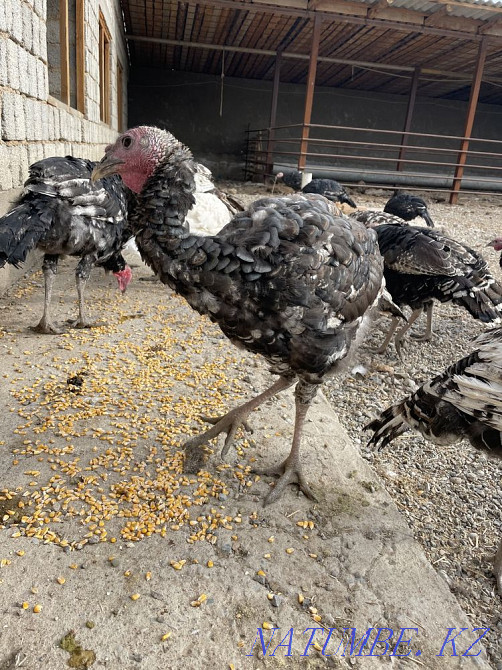Индюк бронза Шымкент - изображение 1