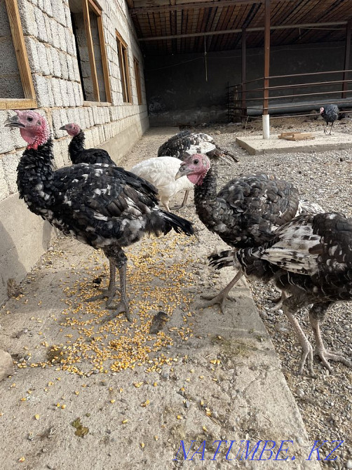 Индюк бронза Шымкент - изображение 2