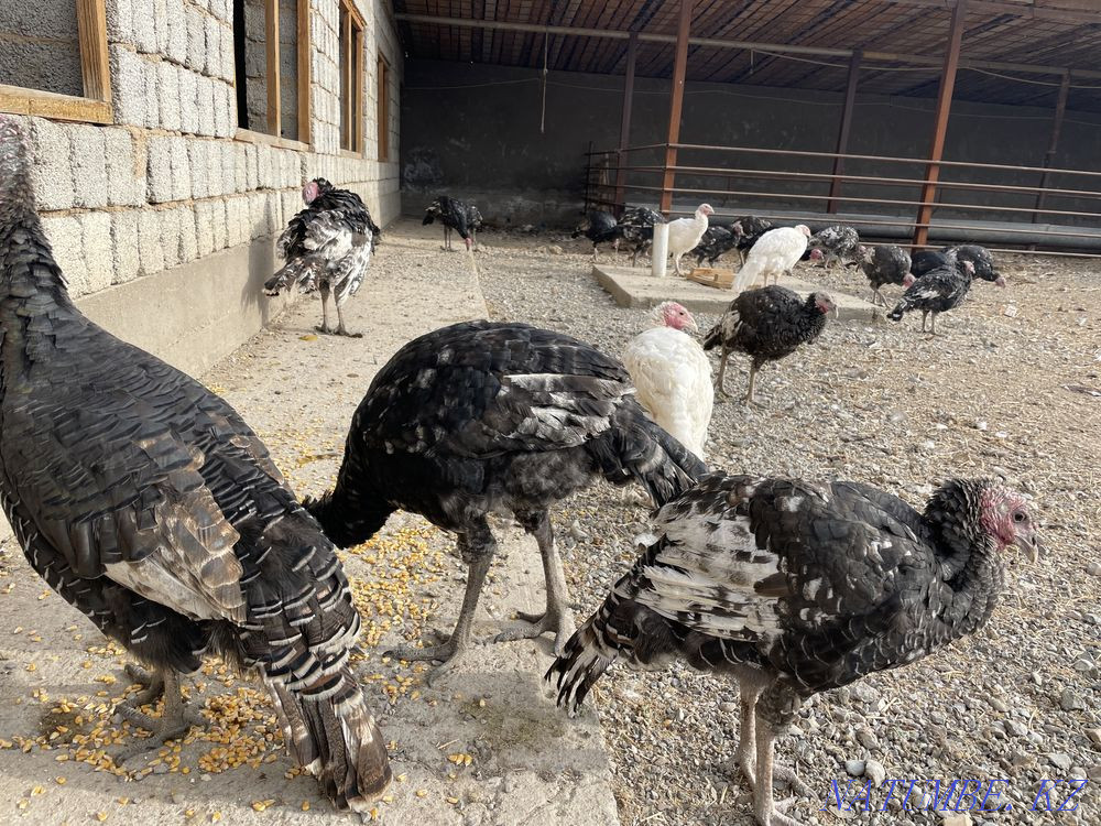 Индюк бронза Шымкент - изображение 4