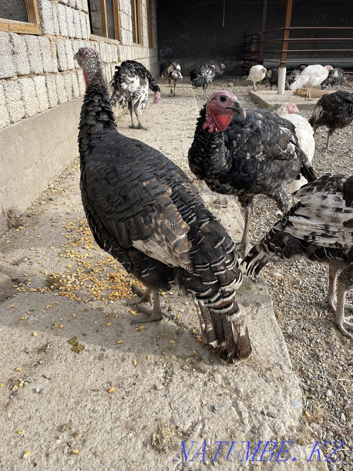Индюк бронза Шымкент - изображение 3